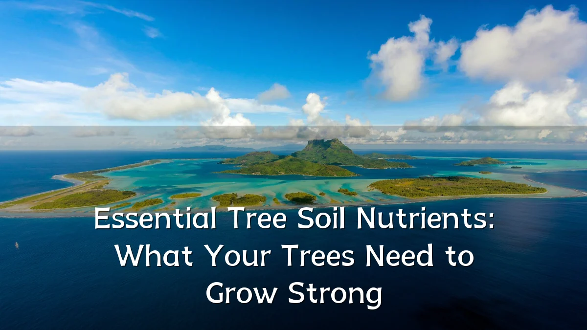 Essential Tree Soil Nutrients: What Your Trees Need to Grow Strong