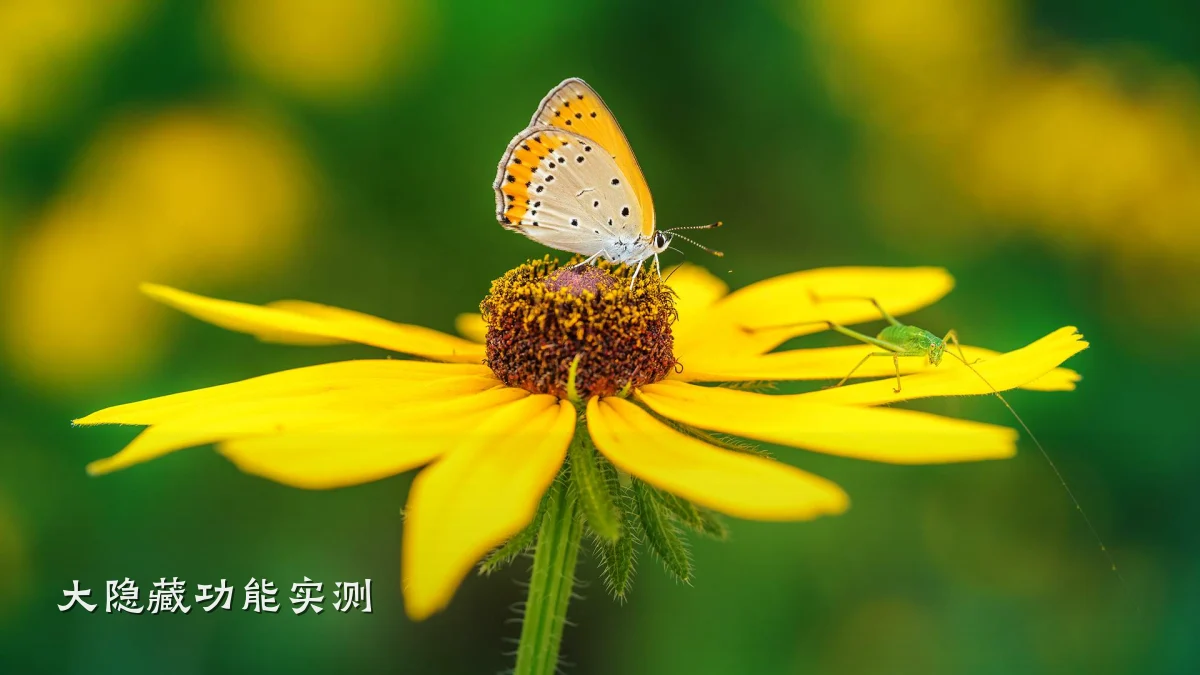 大隐藏功能实测