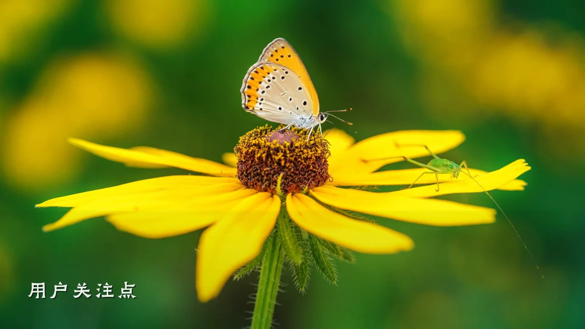 用户关注点